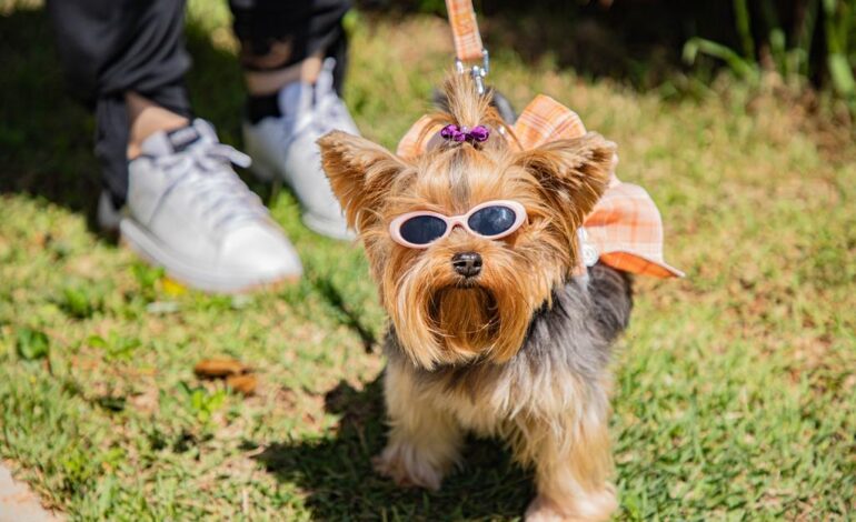 Cãominhada agita Barueri neste sábado (25) com passeio, concurso e feira de adoção