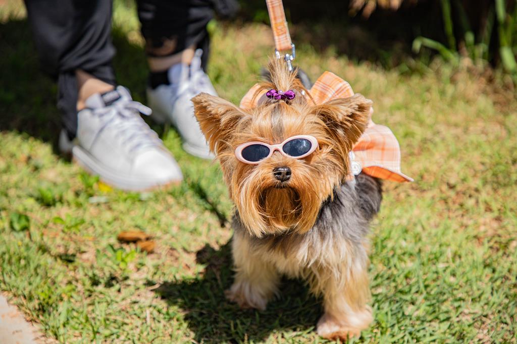 Cãominhada agita Barueri neste sábado (25) com passeio, concurso e feira de adoção