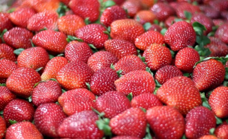 Festa do Morango reúne a fruta mais desejada do inverno em dezenas de sabores