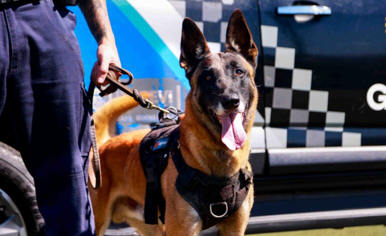 Canil da GCM de Itapevi conta com cães de trabalho policial em ações de segurança e apoio à população