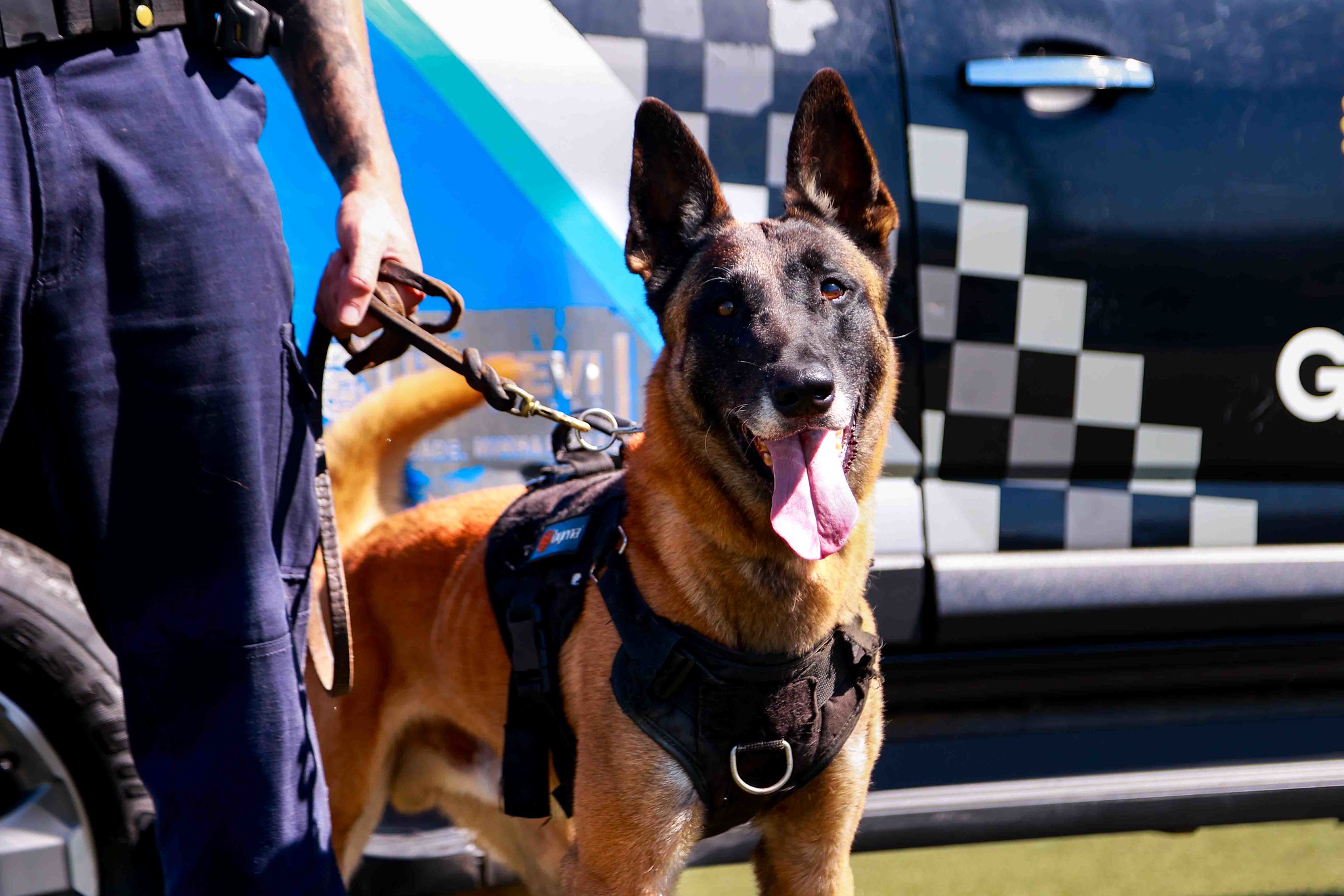 Canil da GCM de Itapevi conta com cães de trabalho policial em ações de segurança e apoio à população