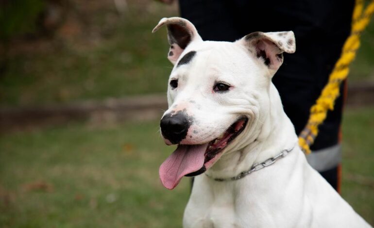 Adote um Guardião: à espera de uma família, cães do Cepad buscam uma nova chance