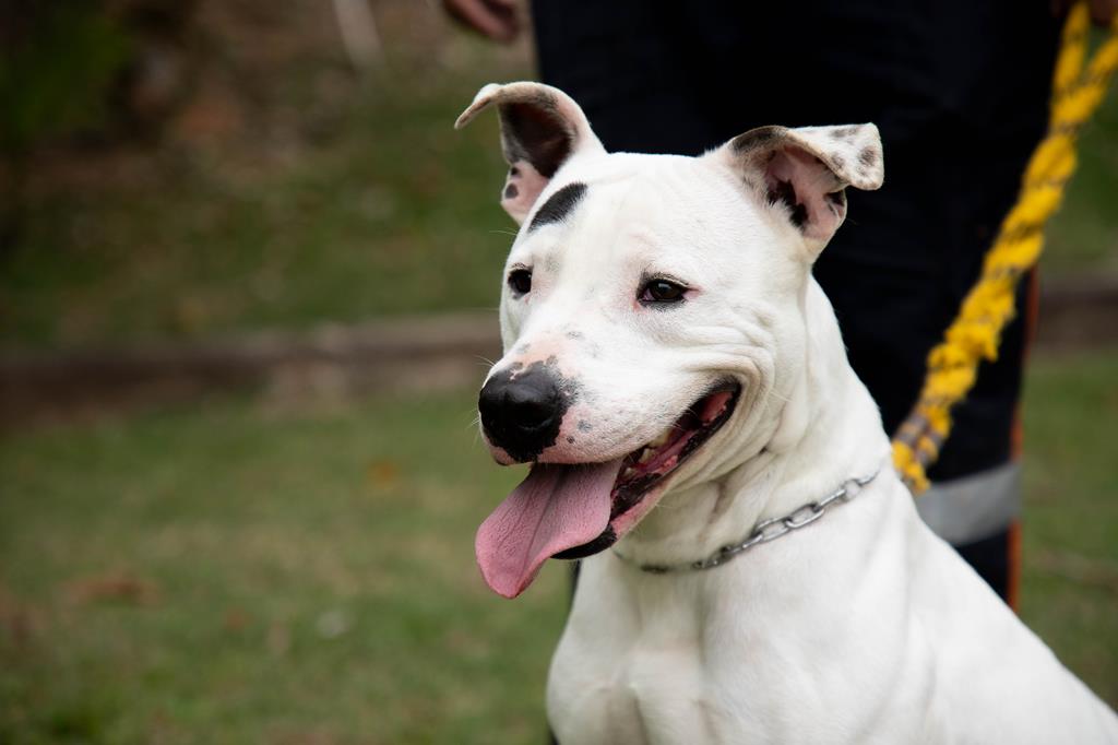 Adote um Guardião: à espera de uma família, cães do Cepad buscam uma nova chance