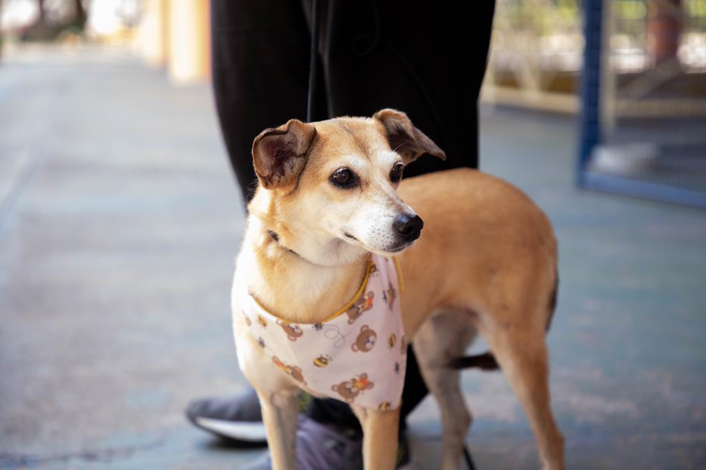 Feiras de adoção de pets de setembro acontecem a partir do dia 2 em Barueri e região