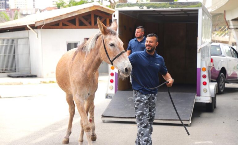 Animais em risco ganham atendimento e proteção em Barueri