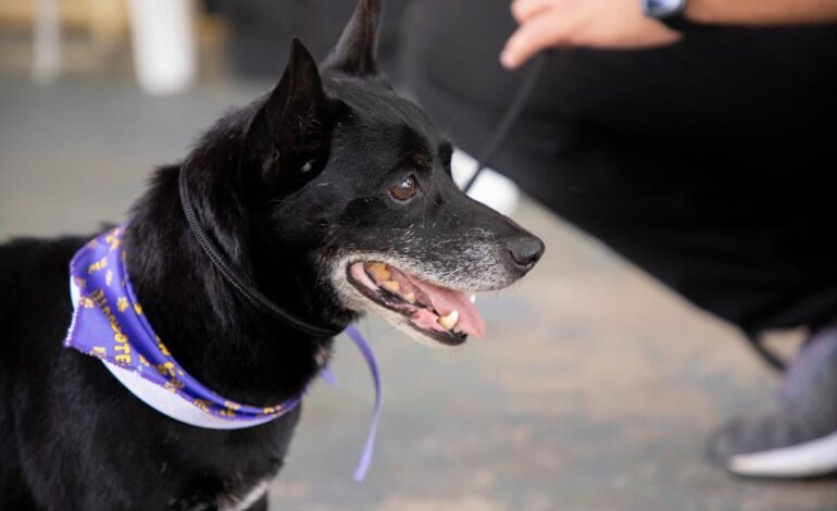 Feiras de adoção de pets começam nesta quinta-feira, dia 1º